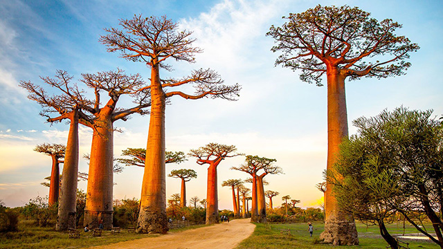 image Madagascar-1