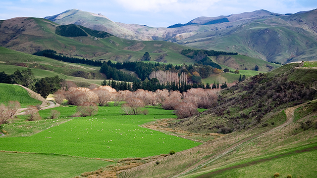 image New Zealand-3