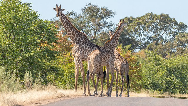 image Afrique du Sud-3